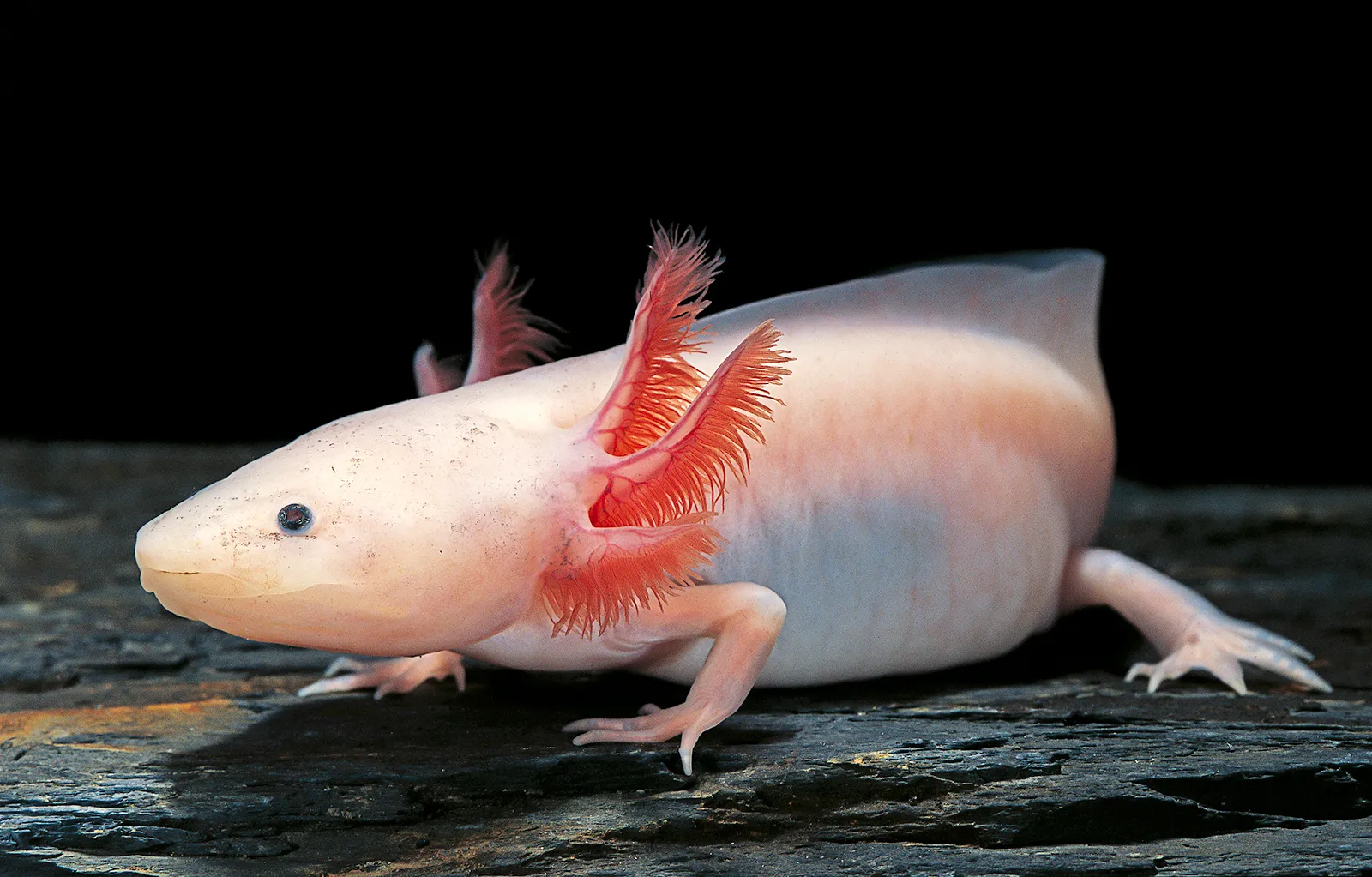 Der Axolotl - Ein Umfassender Leitfaden