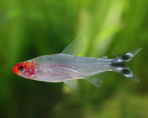 Rotkopfsalmler Hemigrammus rhodostomus - Lebhafter Schwarmfisch für Ihr Aquarium