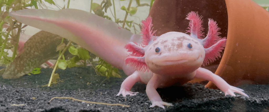 Artgerechte Haltung: Das perfekte Zuhause für Ihren Axolotl