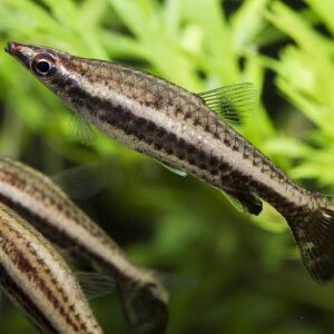 Spitzmaul-Ziersalmler - Nannostomus beckfordi - Eleganter Schwarmfisch