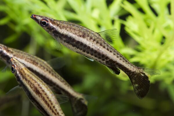 Spitzmaul-Ziersalmler - Nannostomus beckfordi - Eleganter Schwarmfisch