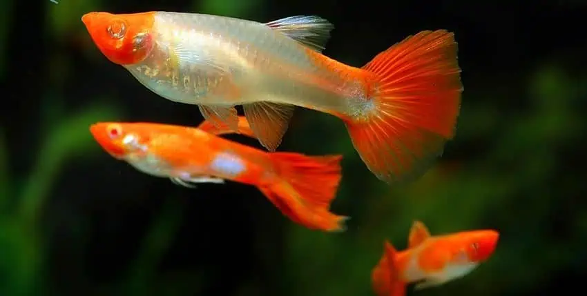Guppy -Rot Regenbogen