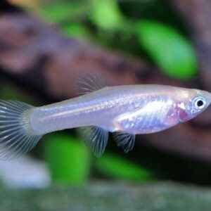 Guppy mix female Guppy Weibchen gemischt