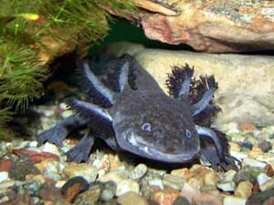 Der Axolotl - Ein Umfassender Leitfaden