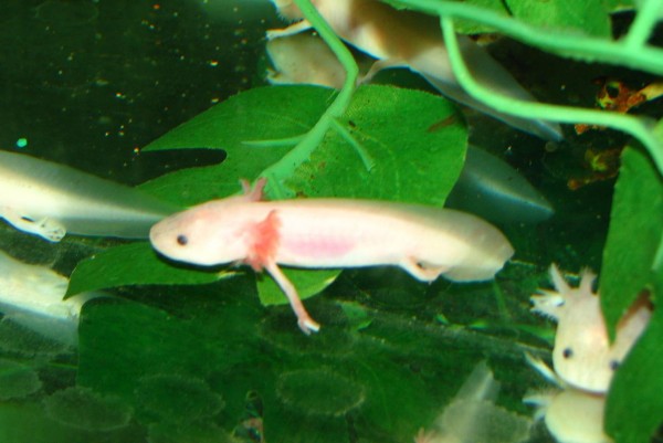 Mexikanische Querzahnmolche - Axolotl