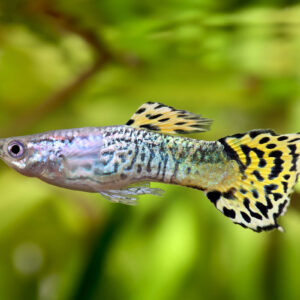 Guppy Cobra Green - Männlich - Poecilia reticulata