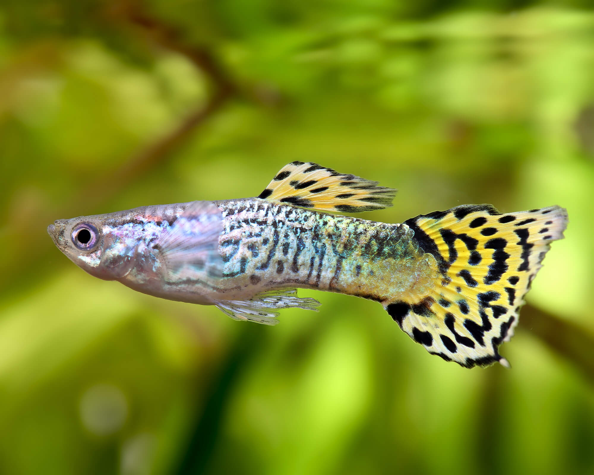 Guppy Cobra Green - Männlich - Poecilia reticulata