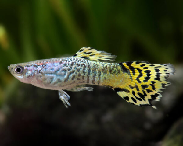 Guppy Cobra Green - Männlich - Poecilia reticulata – Bild 3
