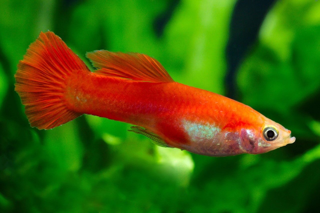 Guppy Rot Regenbogen Männlich Poecilia reticulata