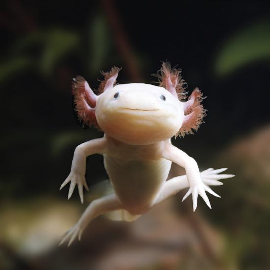 Der Axolotl - Ein Umfassender Leitfaden