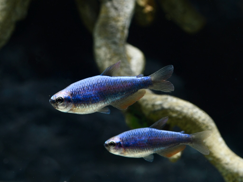 Königsalmler Super Blau-Inpaichthys kerri super blue