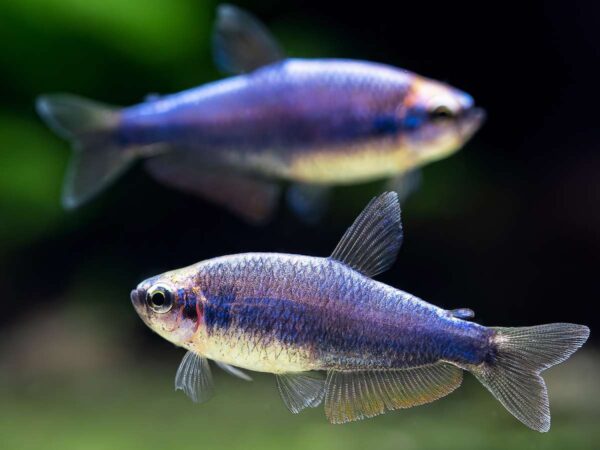 Königsalmler Super Blau-Inpaichthys kerri super blue – Bild 4