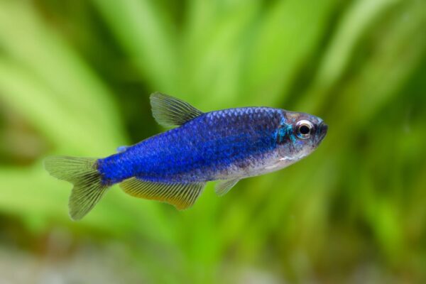 Königsalmler Super Blau-Inpaichthys kerri super blue – Bild 6