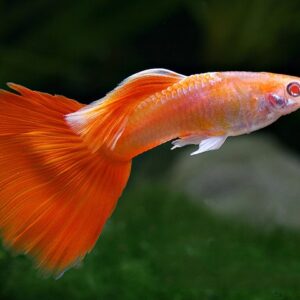 Guppy -Rot Regenbogen Männlich (Poecilia reticulata)