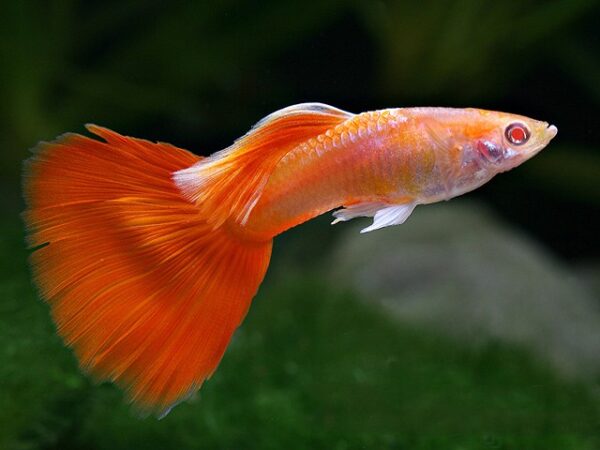 Guppy -Rot Regenbogen Männlich (Poecilia reticulata)