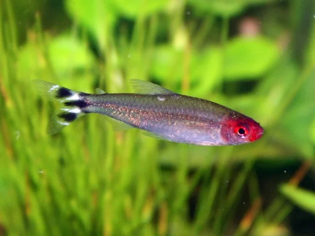 Rotkopfsalmler Hemigrammus rhodostomus - Lebhafter Schwarmfisch für Ihr Aquarium