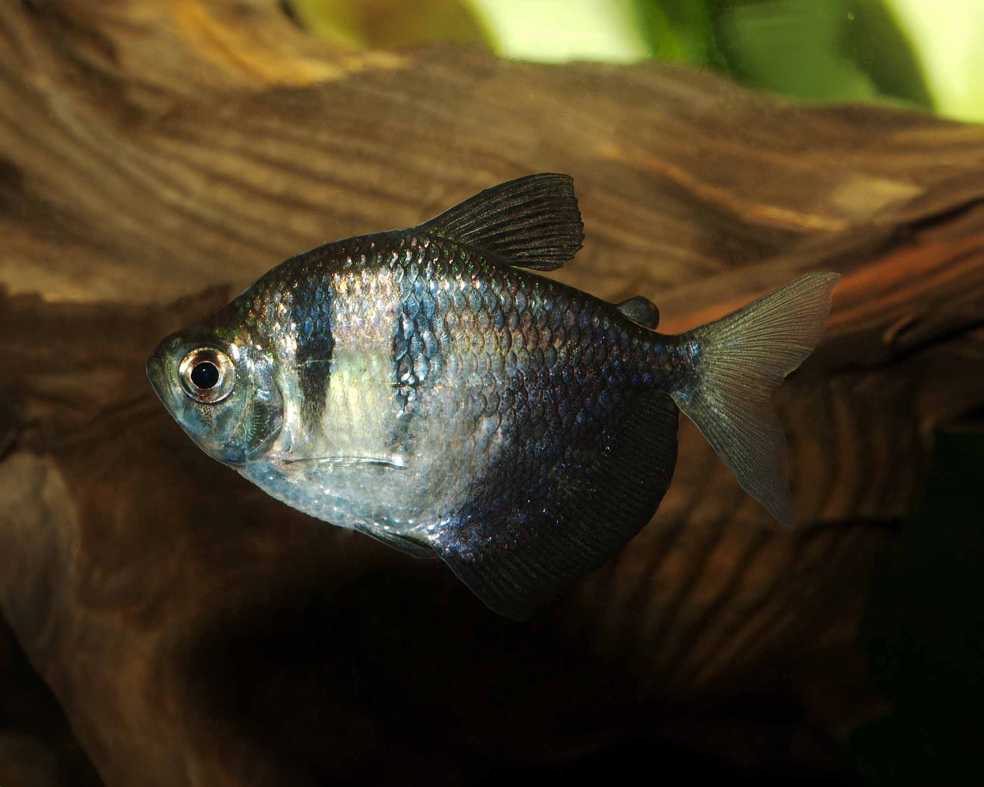 Trauermantelsalmler - Gymnocorymbus ternetzi