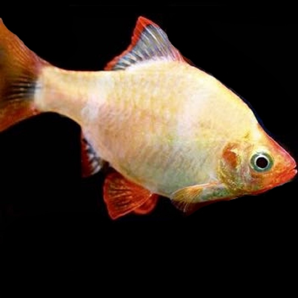 Barbus tetrazona albino / Albino Sumatrabarbe mit roten Augen