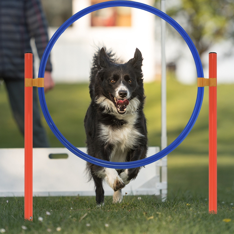Agility-Set für Hunde – Trainings-Parcours mit Tunnel und Hürden