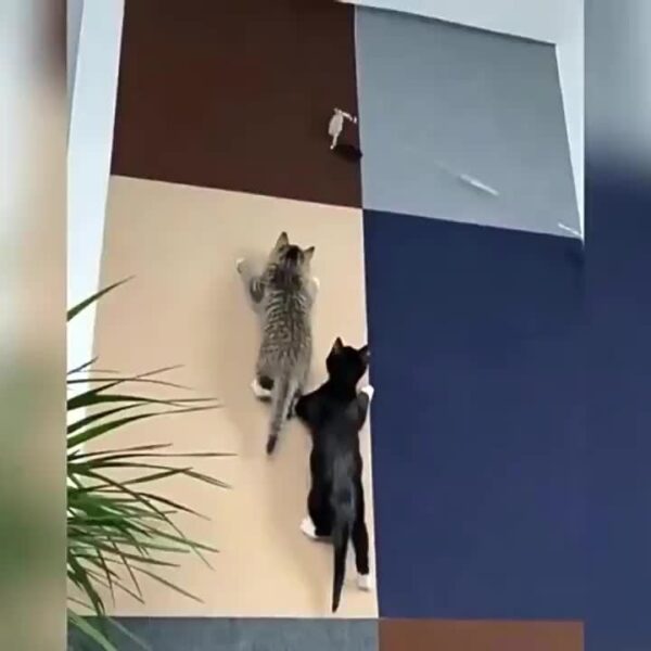 Strapazierfähige Katzen-Kratzmatte – Selbstklebend - Kratzfest – Bild 14