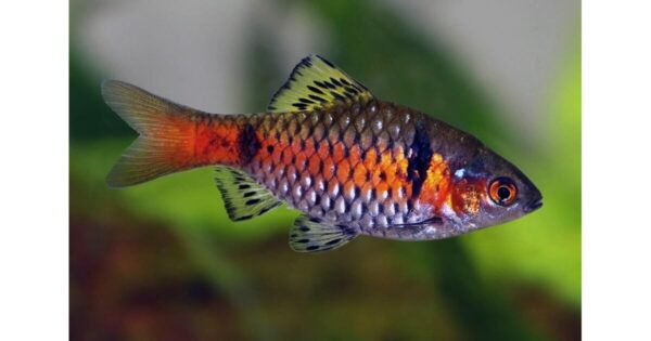 Barbus sp.Odessa - Odessabarbe