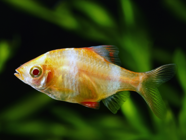 Barbus tetrazona albino / Albino Sumatrabarbe mit roten Augen